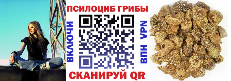 купить   Губкинский  даркнет Telegram  Псилоцибиновые грибы прущие грибы 