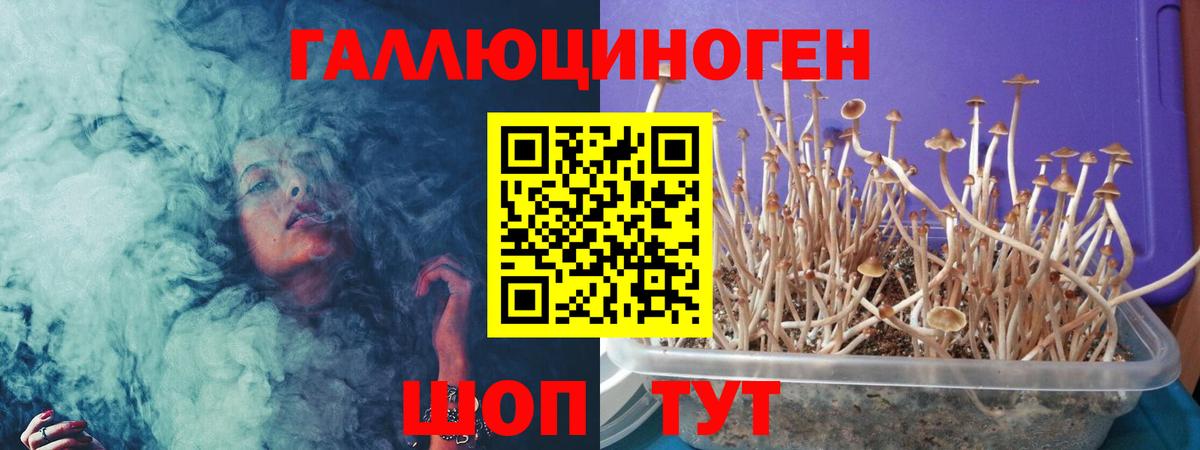 Галлюциногенные грибы Psilocybe Губкинский
